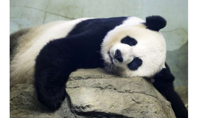 'The whole world celebrates' on-camera birth of panda cub