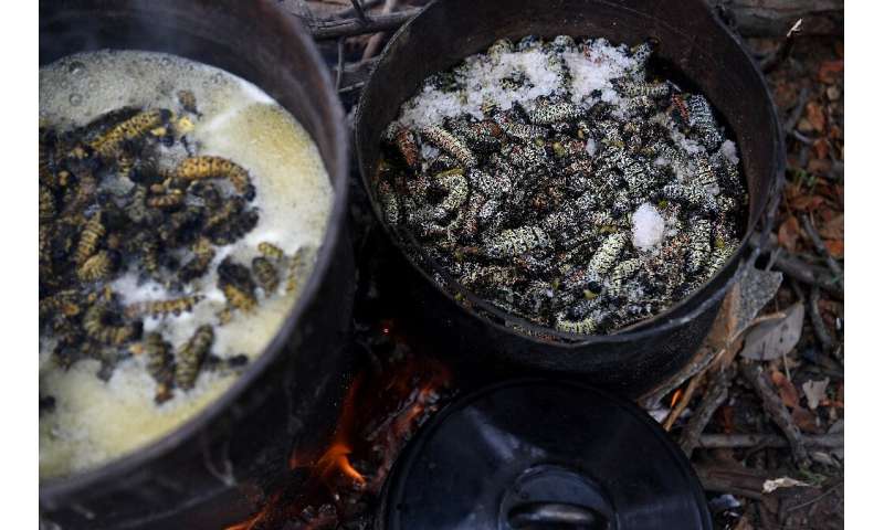 The worms being boiled after harvesting