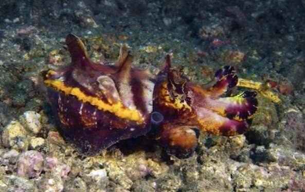 This cuttlefish is flamboyant on special occasions only!