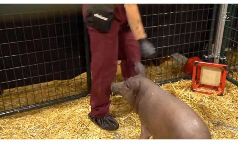 This video grab made from the online Neuralink livestream shows Gertrude, the pig implanted with a Neuralink device during a pre