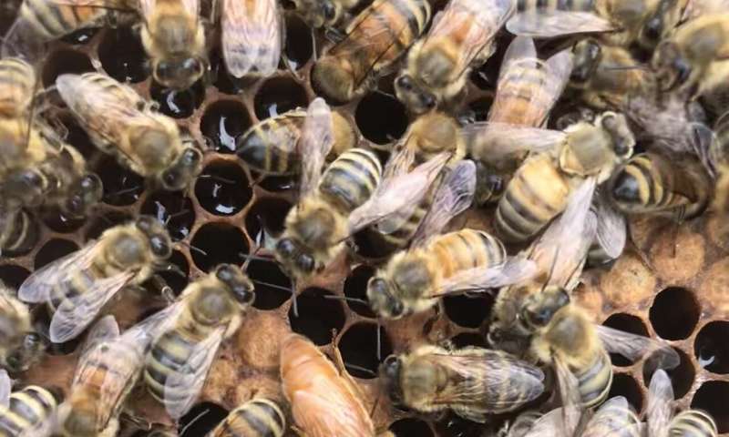 UBC scientists find clues to queen bee failure