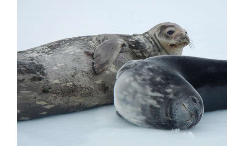 Under Antarctica's ice, Weddell seals produce ultrasonic vocalizations