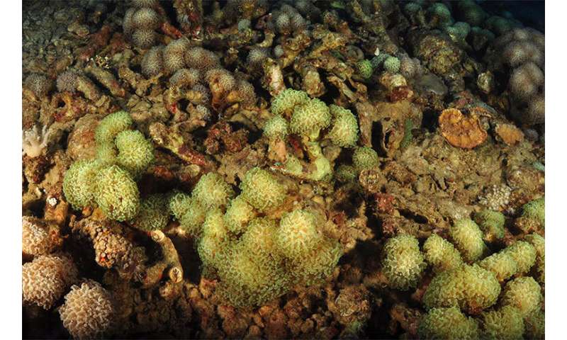 Understudied deeper water reefs could teach us how to better conserve corals