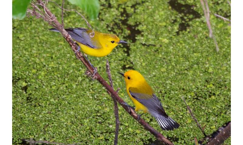 Warmer springs mean more offspring for prothonotary warblers