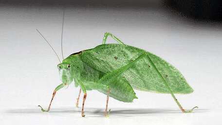 What did the katydids do when picking up bat sounds?