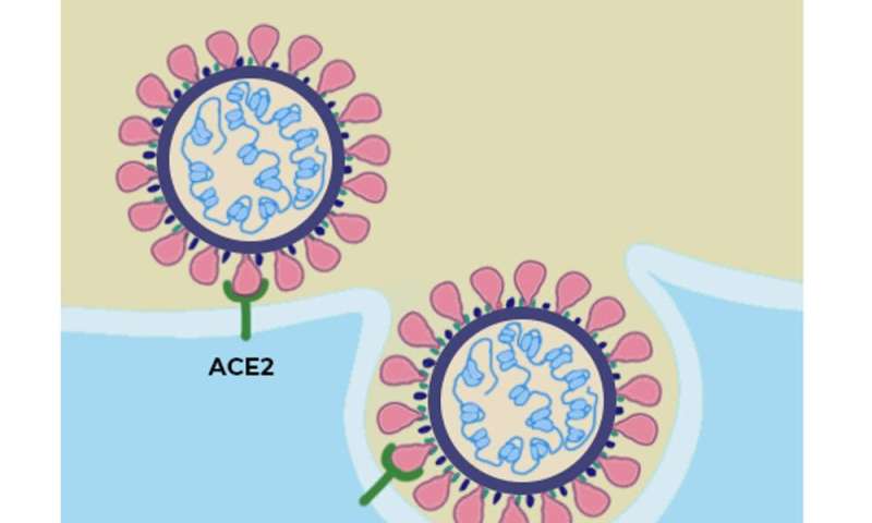 What is the ACE2 receptor, how is it connected to coronavirus and why might it be key to treating COVID-19? The experts explain