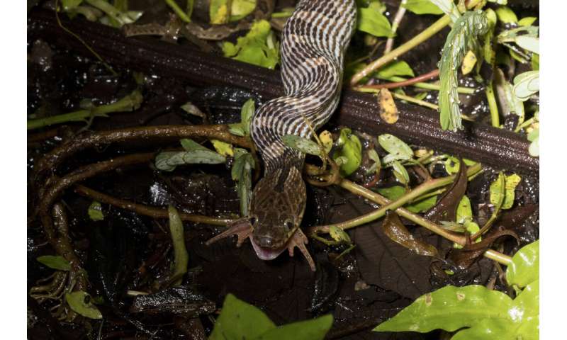 When frogs die off, snake diversity plummets
