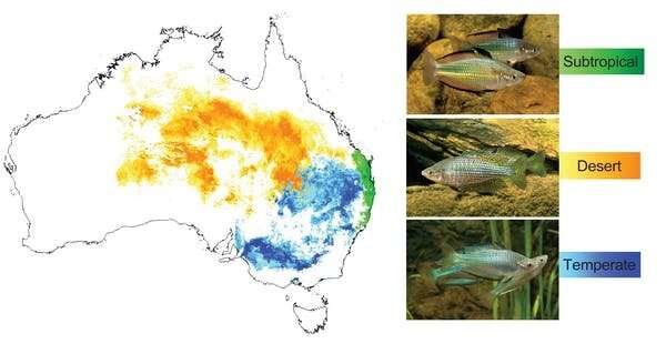 Which species will win and lose in a warmer climate? It depends where they evolved