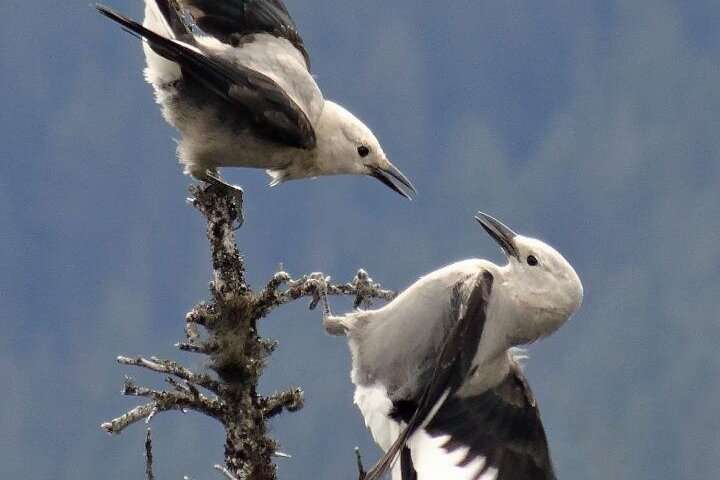 Whitebark pine declines may unravel the tree's mutualism with Clark's Nutcracker