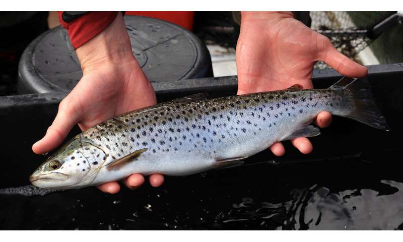 Why aren’t sea trout thriving anymore?