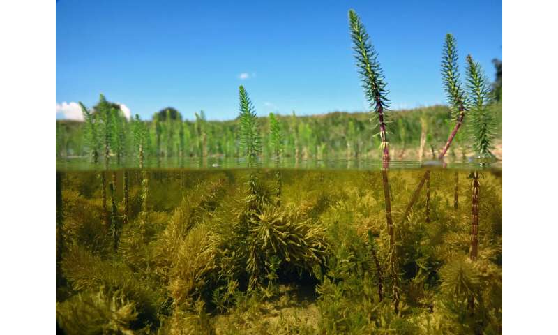 Why plants in wetlands are highly productive