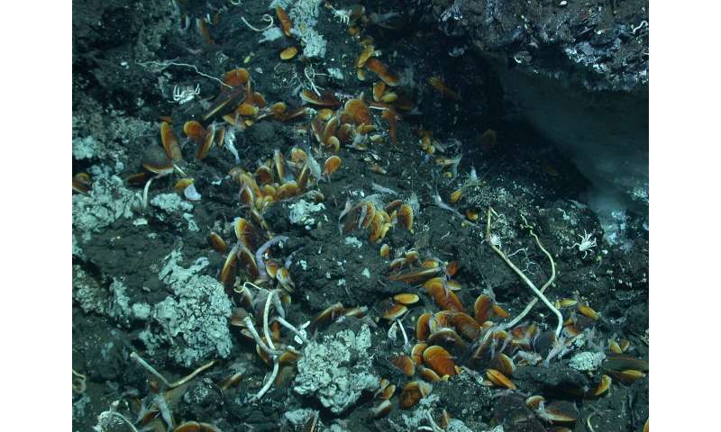 Window to another world: life is bubbling to the seafloor with oil from the depths