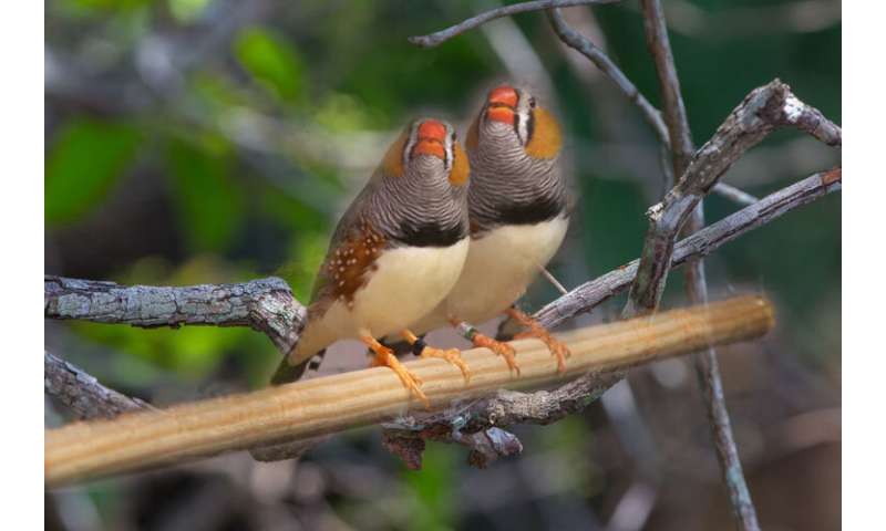 Zebra finches amazing at unmasking the bird behind the song