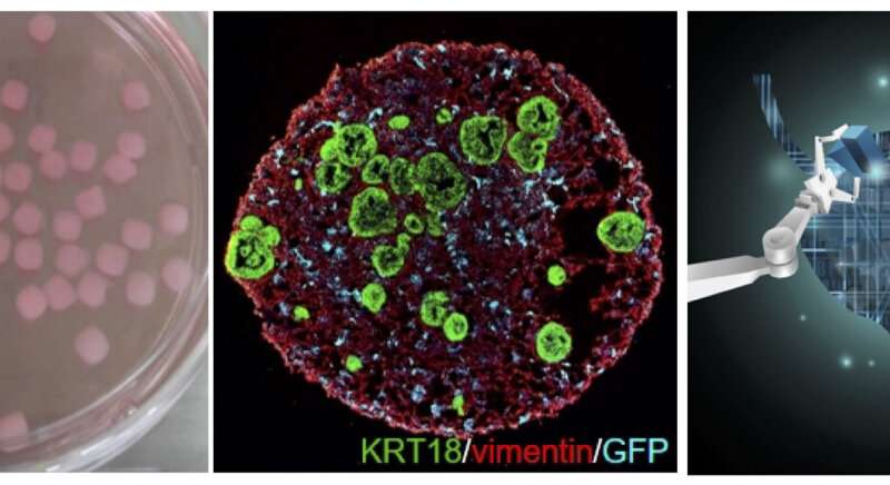 Three-dimensionally reconstituted organoids that are just like human organs
