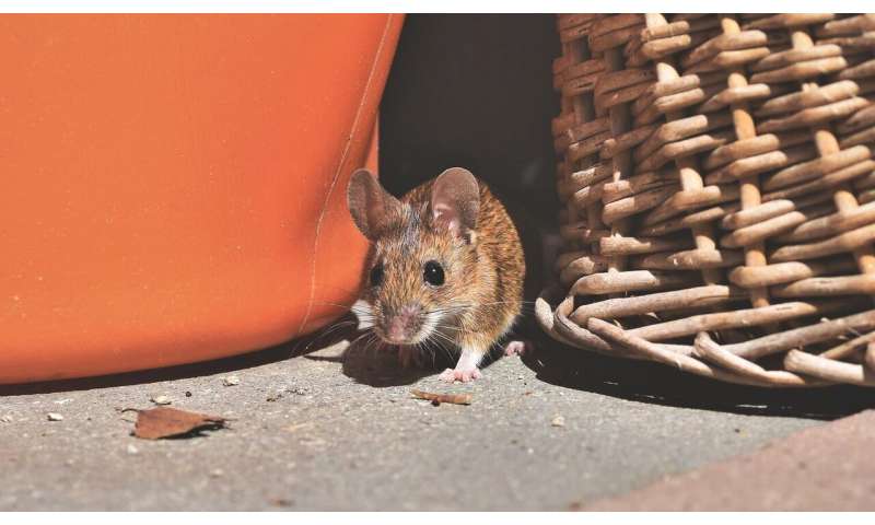 Research finds mouse populations can be controlled with lower amounts of poison