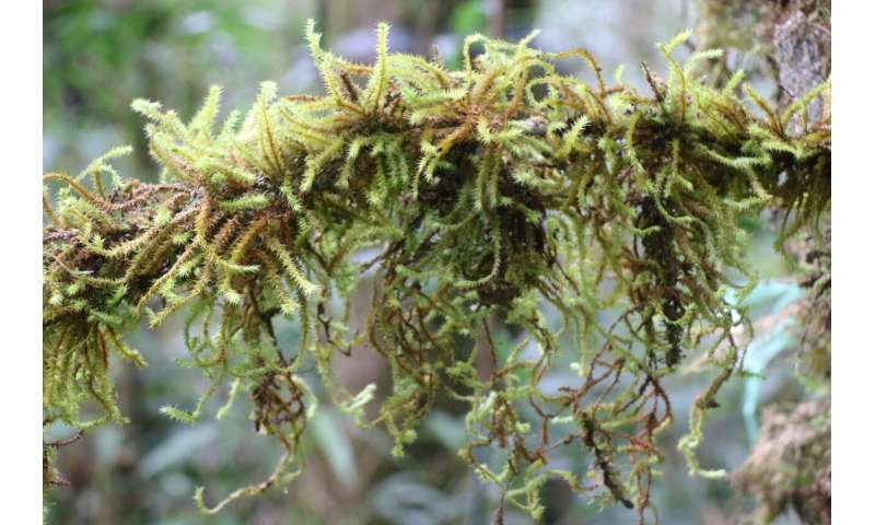 Environmental filtering structures functional strategies of bryophytes in cloud forest