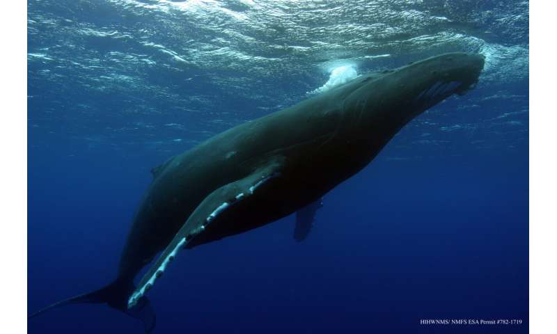 Humpback whale songs provide insight to population changes