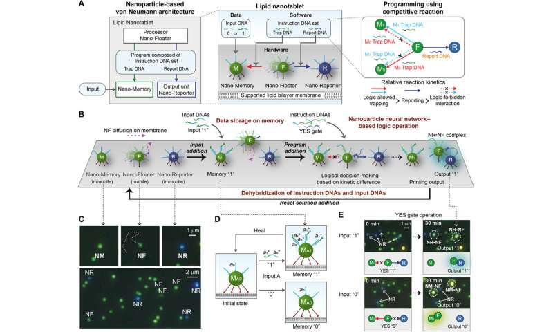 Nanoparticle-based computing architecture for nanoparticle neural networks