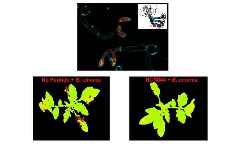 New research reveals antifungal symbiotic peptide in legume