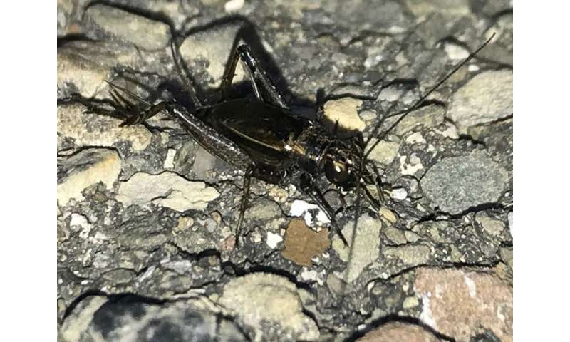 Researchers hear more crickets and katydids 'singing in the suburbs'