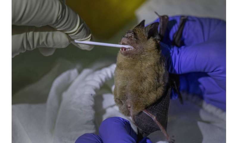 Thai scientists catch bats to trace virus origins