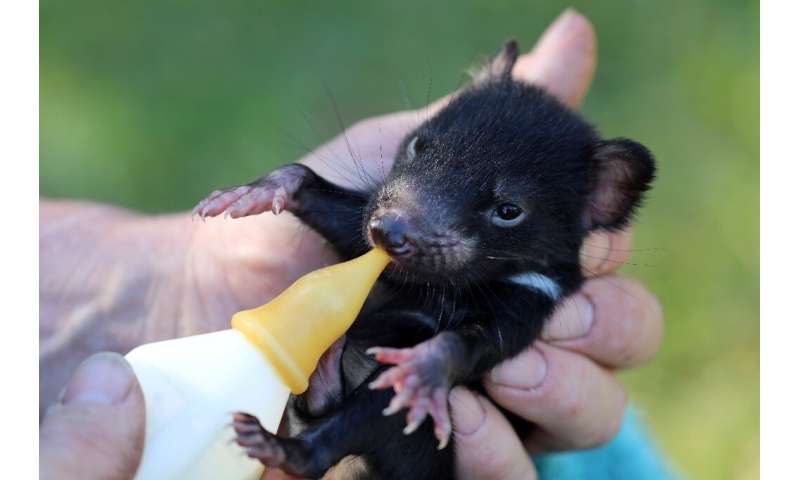 Conservationists feed some young Tasmanian devils by hand