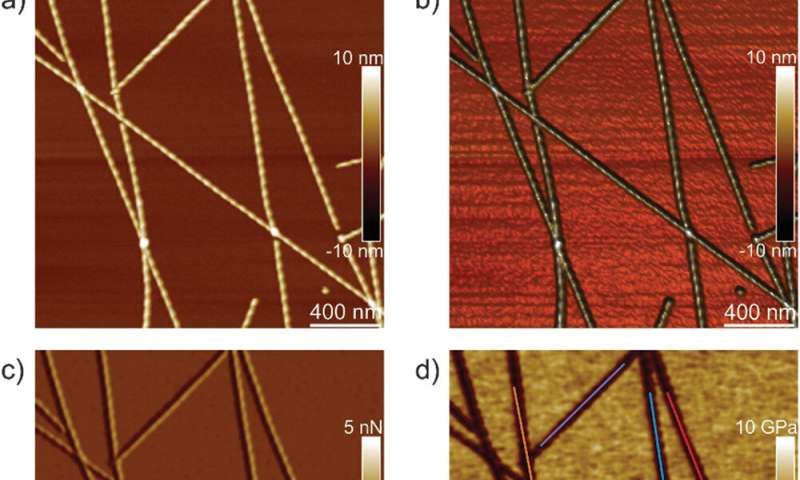 The evolution of single amyloid fibrils into microcrystals
