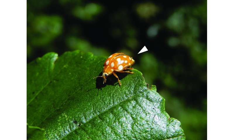 New species of fungus sticking out of beetles named after the COVID-19 quarantine