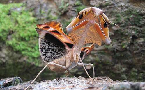 Scientists shed light on how praying mantises use the element of surprise to survive