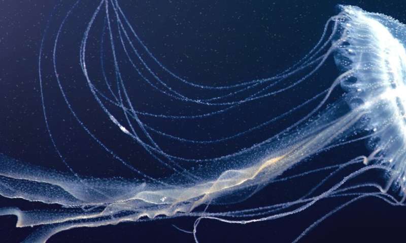 Researchers decode jellyfish genomes and unveil its ecological roles