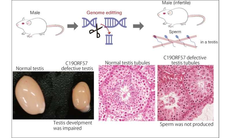 Discovery of a novel gene involved in DNA damage repair and male fertility