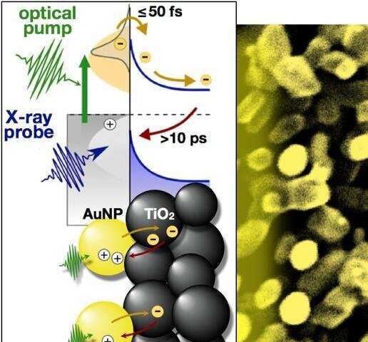 Scientists capture candid snapshots of electrons harvesting light at the atomic scale