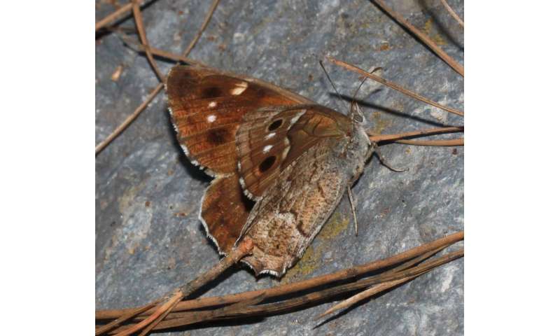 Scientists unravel the evolution and relationships for all European butterflies in a first