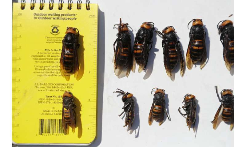 Bug experts dismiss worry about US 'murder hornets' as hype