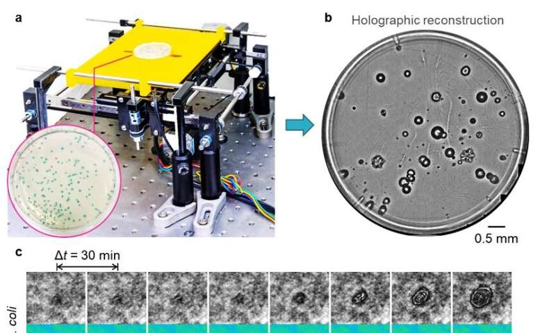 Deep learning enables early detection and classification of live bacteria using holography