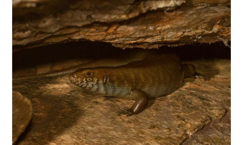 New research reveals these 20 Australian reptiles are set to disappear by 2040