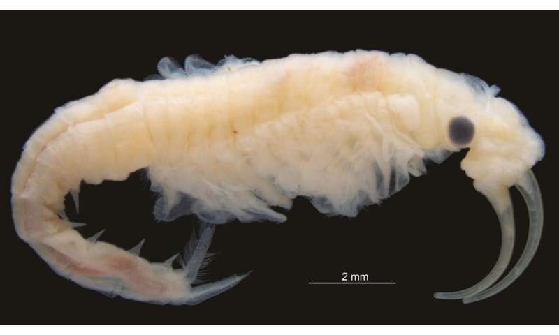 New species of freshwater Crustacea found in the hottest place on earth