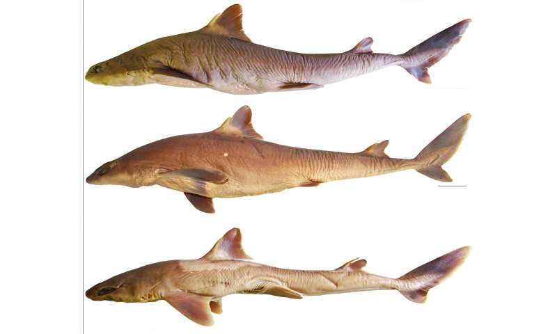 A new character for Pok&amp;#233;mon? Novel endemic dogfish shark species discovered from Japan