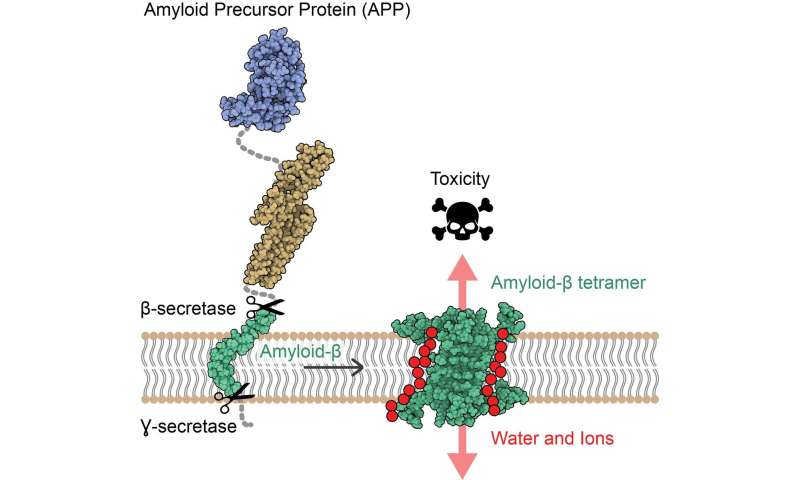 A new mechanism of toxicity in Alzheimer's disease revealed by the 3D structure of A&amp;#946; protein