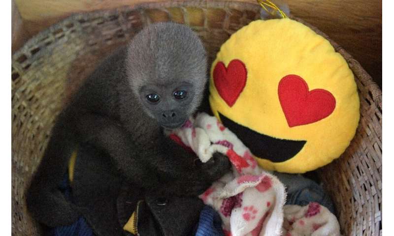 An infant woolly monkey rests in a basket during its rehabilitation at the Maikuchiga foundation in the indigenous community of 