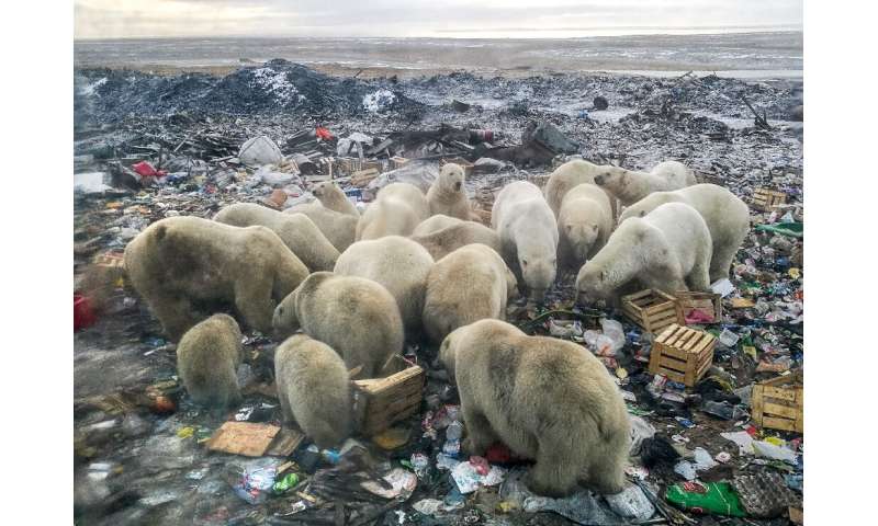 A picture taken on October 31, 2018 shows polar bears feeding at a garbage dump near the village of Belushya Guba, on the remote