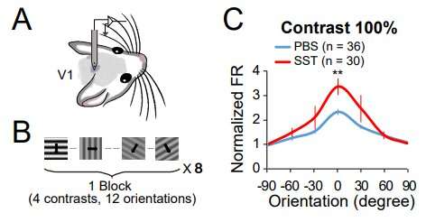 A study finds neuropeptide somatostatin enhances visual processing