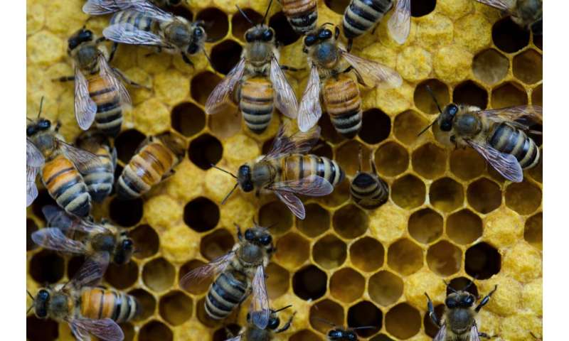 Bacteria engineered to protect bees from pests and pathogens