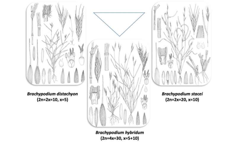 El sistema modelo Brachypodium rastrea la evolución del genoma poliploide