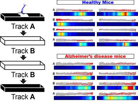Brain network mechanism causing spatial memory impairment revealed