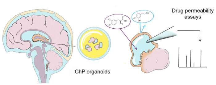 Brain organoids with the potential to predict drug permeability