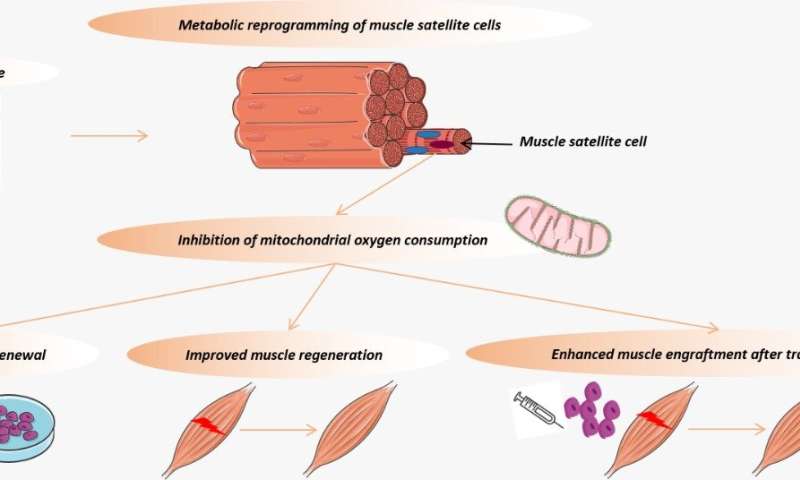 Brazilian researchers discover how muscle regenerates after exercise