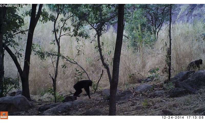 Chimpanzees show greater behavioural and cultural diversity in more variable environments