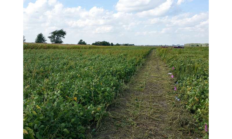 Choosing the right cover crop to protect the soil