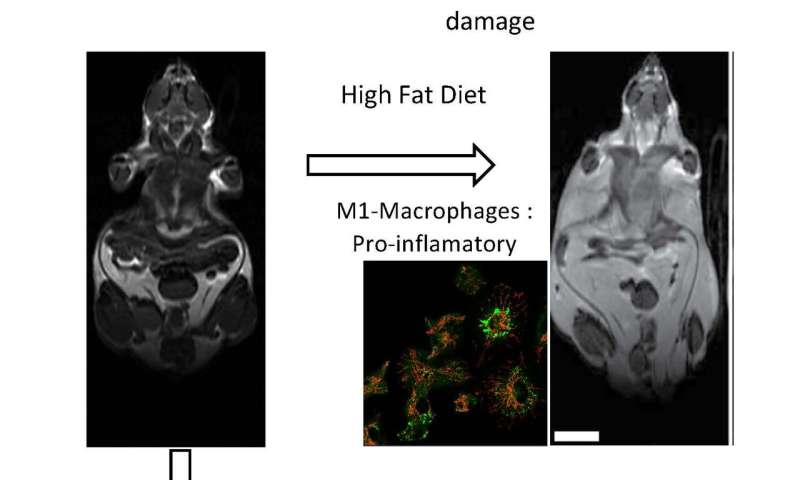 CNIC researchers discover a mechanism allowing immune cells to regulate obesity